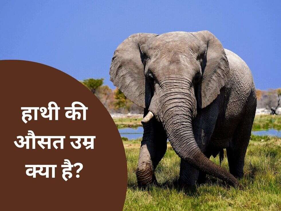 General knowledge: हाथी की औसत उम्र क्या है?