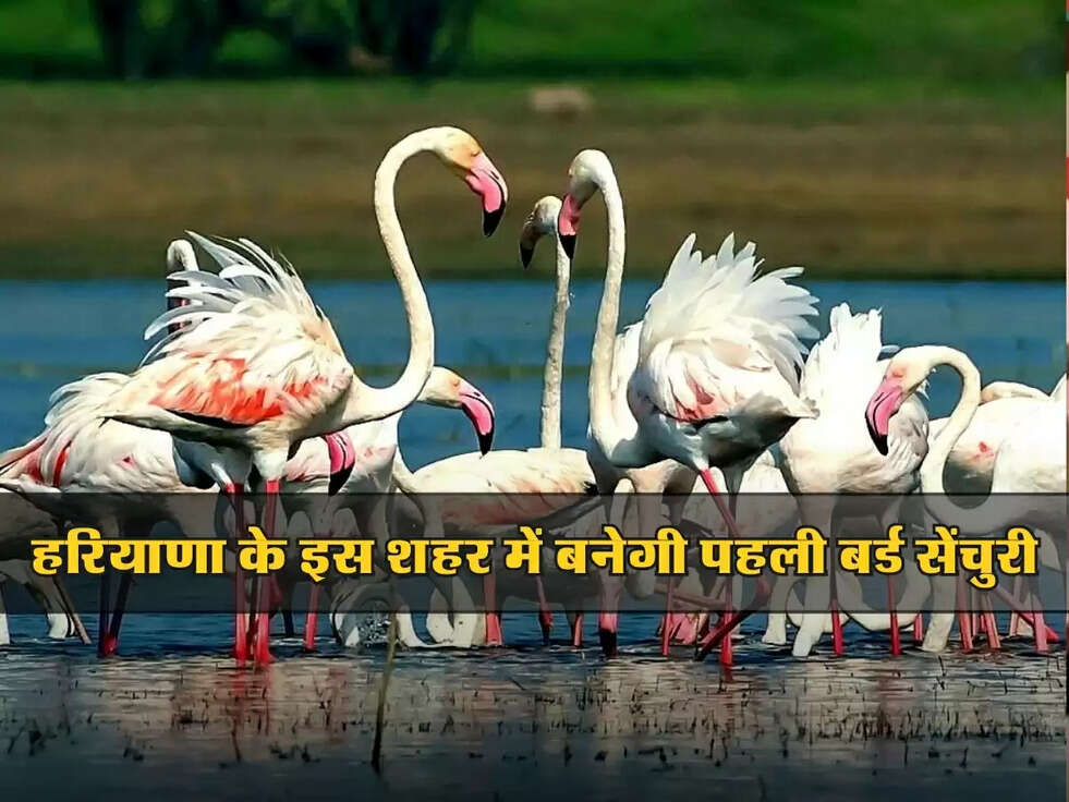 Haryana News: हरियाणा के इस शहर में बनेगी पहली बर्ड सेंचुरी