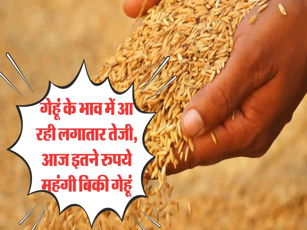 wheat price hike 