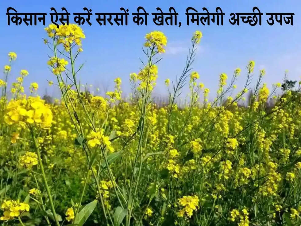 Mustard Cultivation 2022: किसान ऐसे करें सरसों की खेती, मिलेगी अच्छी उपज