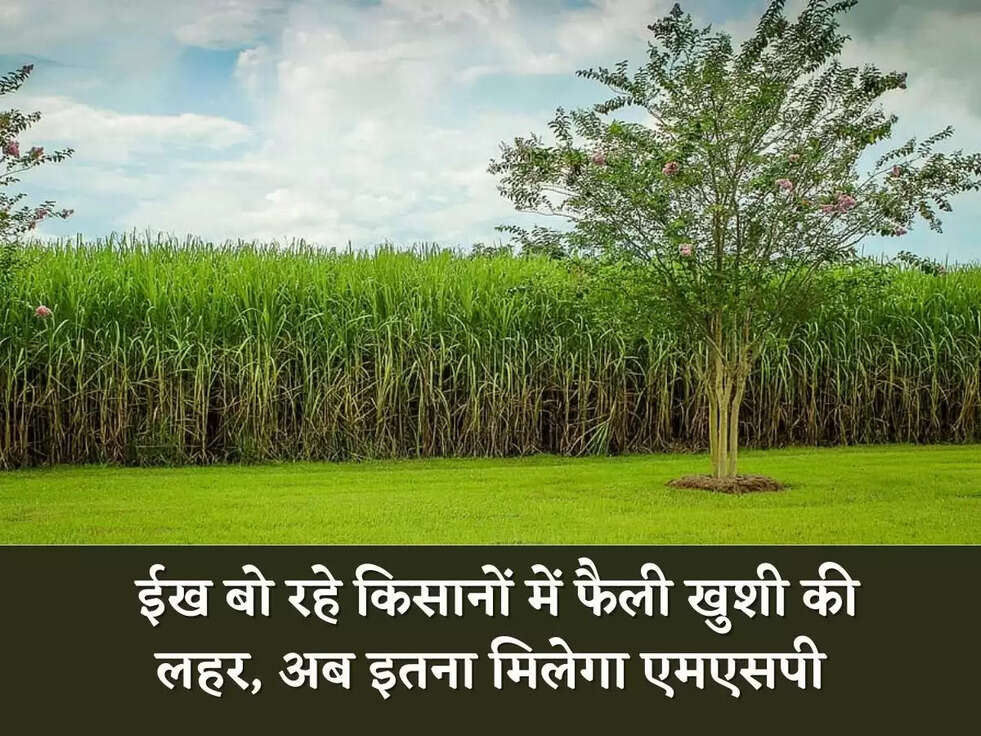  ईख बो रहे किसानों में फैली खुशी की लहर, अब इतना मिलेगा एमएसपी
