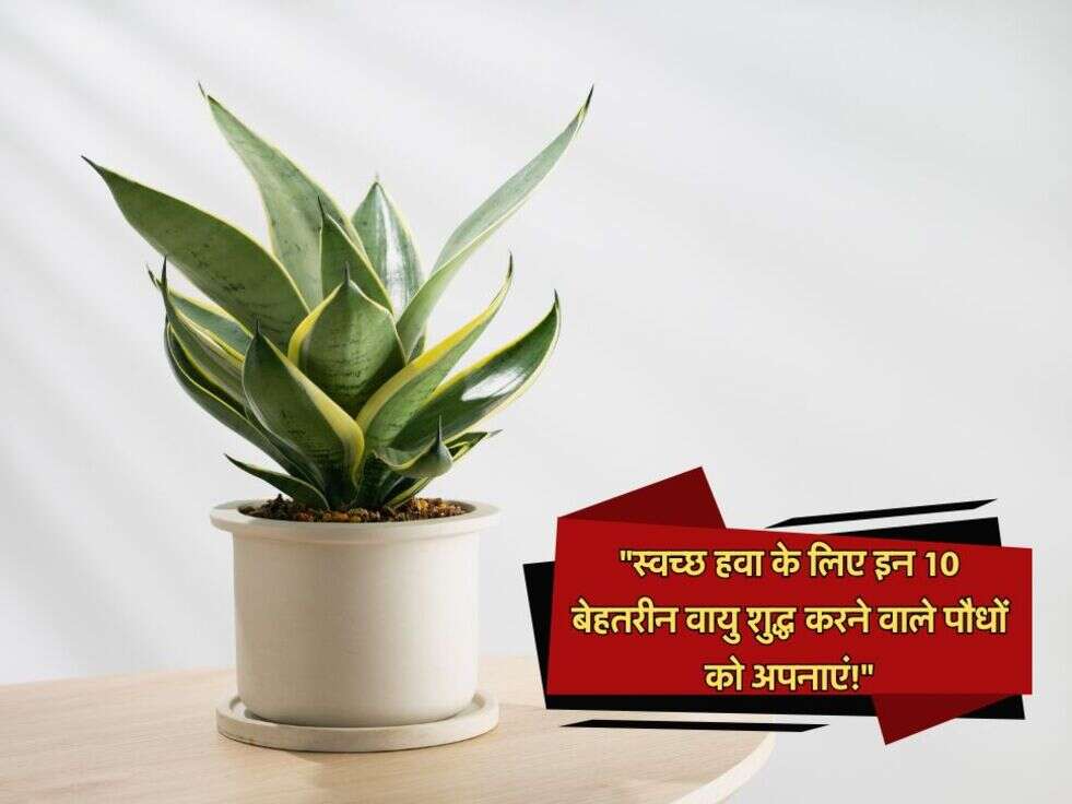 air purifying plants "स्वच्छ हवा के लिए इन 10 बेहतरीन वायु शुद्ध करने वाले पौधों को अपनाएं!"