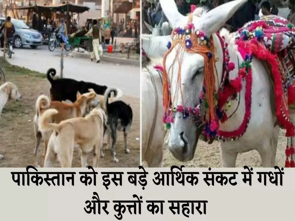 पाकिस्तान को इस बड़े आर्थिक संकट में गधों और कुत्तों का सहारा&nbsp;