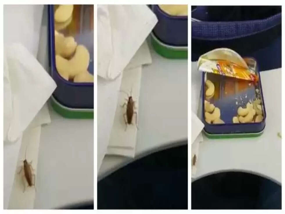 cockroach found in IndiGo flight