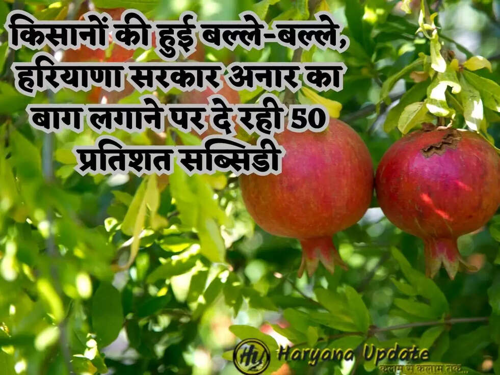किसानों की हुई बल्ले-बल्ले, हरियाणा सरकार अनार का बाग लगाने पर दे रही 50 प्रतिशत सब्सिडी