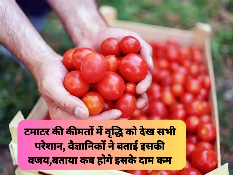 टमाटर की कीमतों में वृद्धि को देख सभी परेशान,&nbsp;वैज्ञानिकों ने बताई इसकी वजय,बताया कब होगे इसके दाम कम