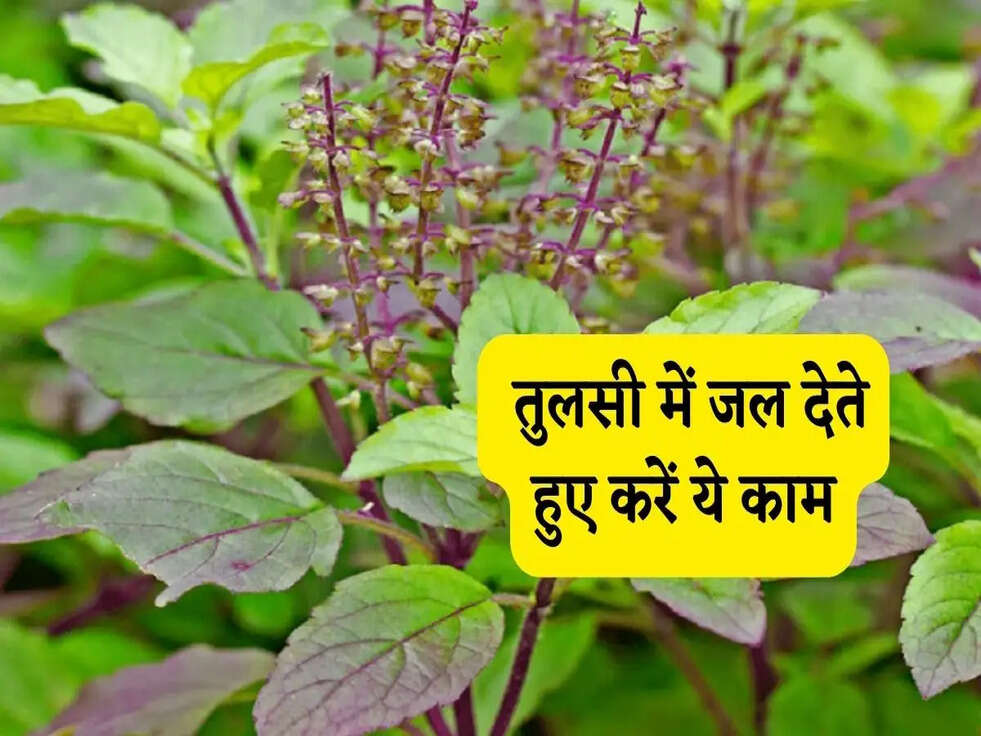 Tulsi Upay: तुलसी में जल देते हुए करें ये काम, होगा फायदा&nbsp;