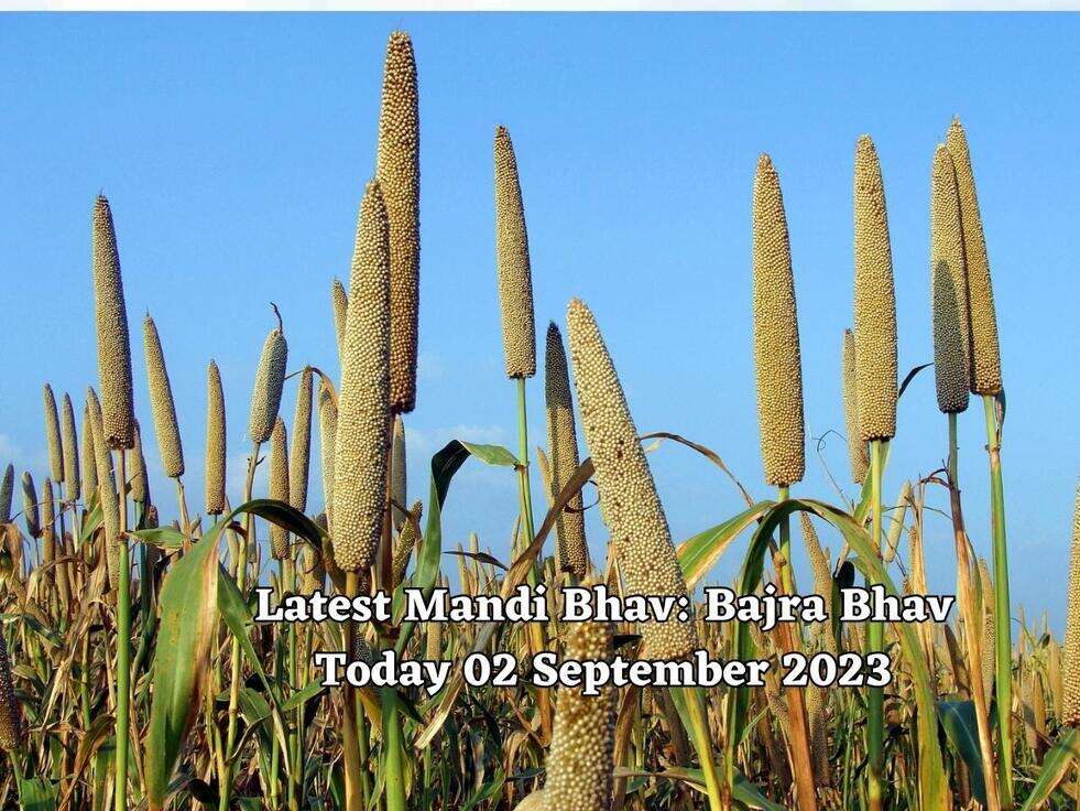 Latest Mandi Bhav: Bajra Bhav Today 02 September 2023