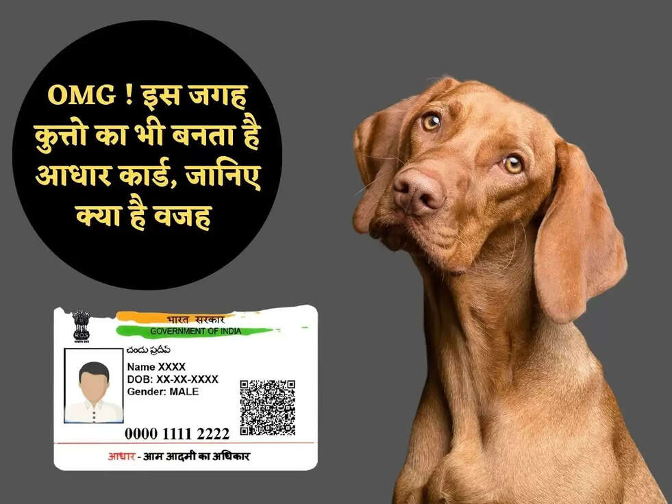 OMG ! इस जगह कुत्तो का भी बनता है आधार कार्ड, जानिए क्या है वजह&nbsp;