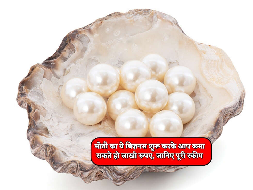 Business Tips : मोती का ये बिज़नस शुरू करके आप कमा सकते हो लाखो रुपए, जानिए पूरी स्कीम&nbsp;