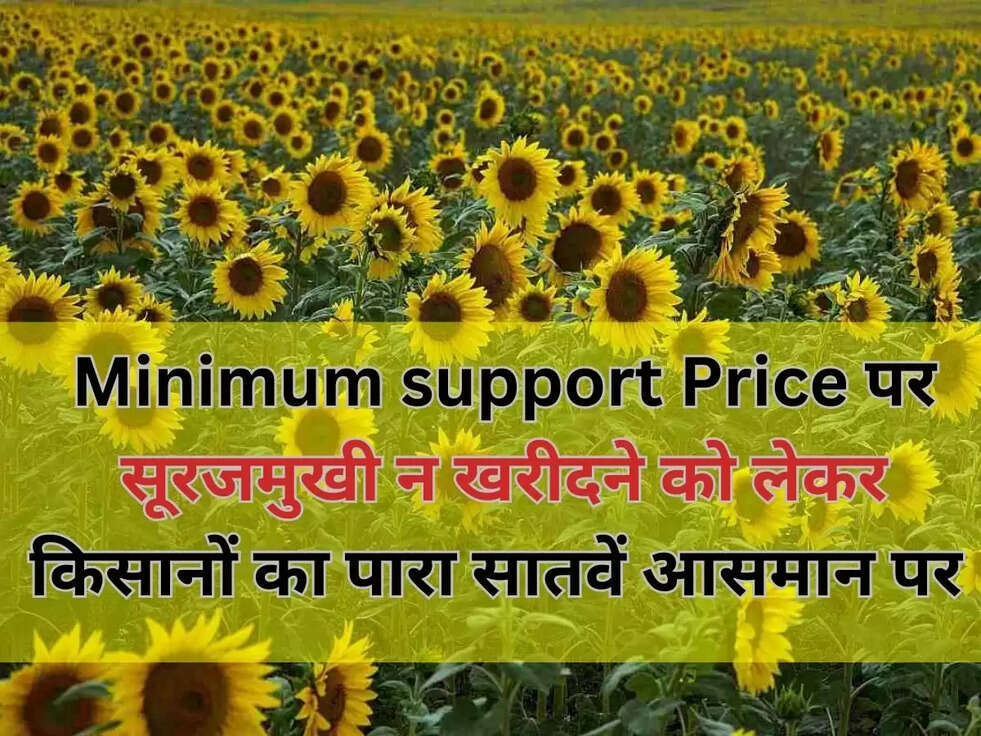 Minimum&nbsp;support Price पर&nbsp;सूरजमुखी न खरीदने को लेकर किसानों का पारा सातवें आसमान पर&nbsp;
