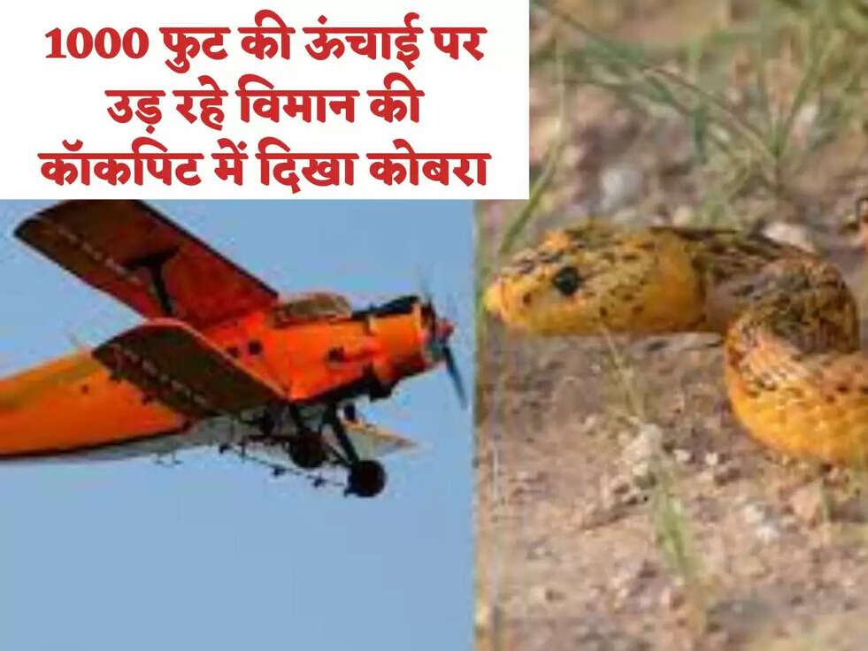 1000 फुट की ऊंचाई पर उड़ रहे विमान की कॉकपिट में दिखा कोबरा