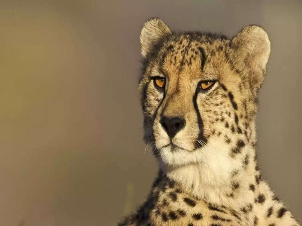 Cheetah in India: भारत में 75 साल बाद फिर बसेगा चीतों का आशियाना, पहली वीडियो हुई वायरल&nbsp;