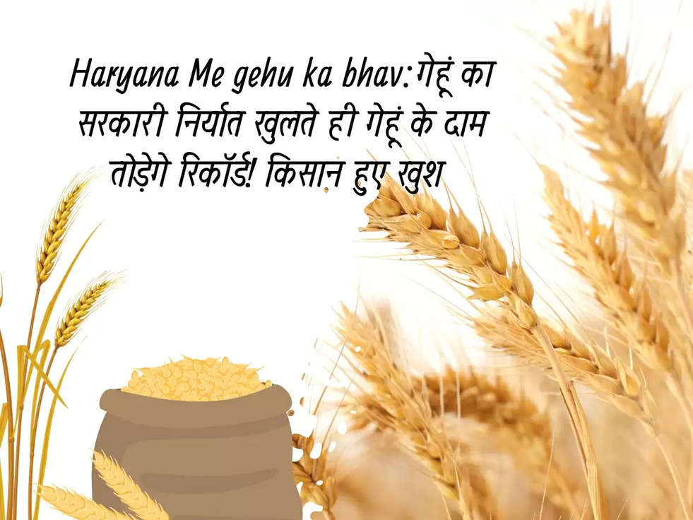 Haryana Me gehu ka bhav:गेहूं का सरकारी निर्यात खुलते ही गेहूं के दाम तोड़ेगे रिकॉर्ड! किसान हुए खुश 