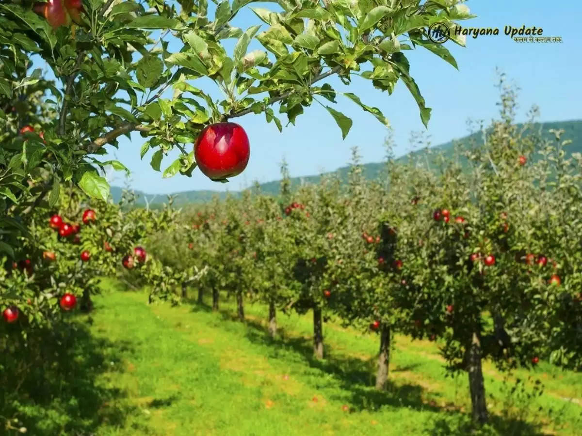 apple farming profit