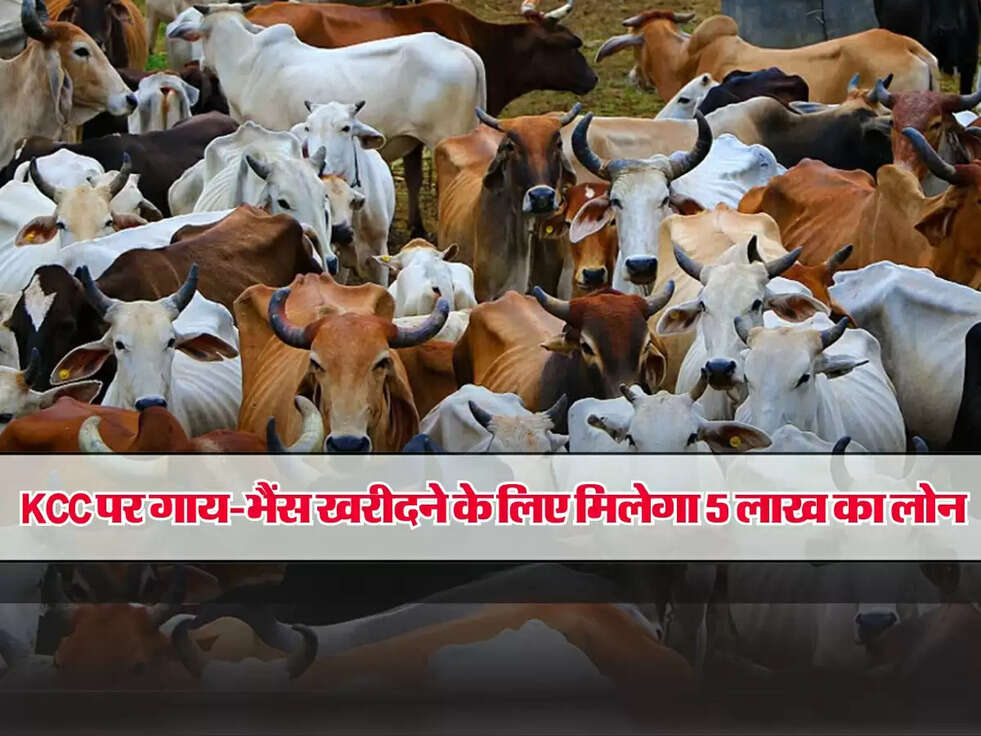 किसान क्रेडिट कार्ड : KCC पर गाय-भैंस खरीदने के लिए मिलेगा 5 लाख का लोन,