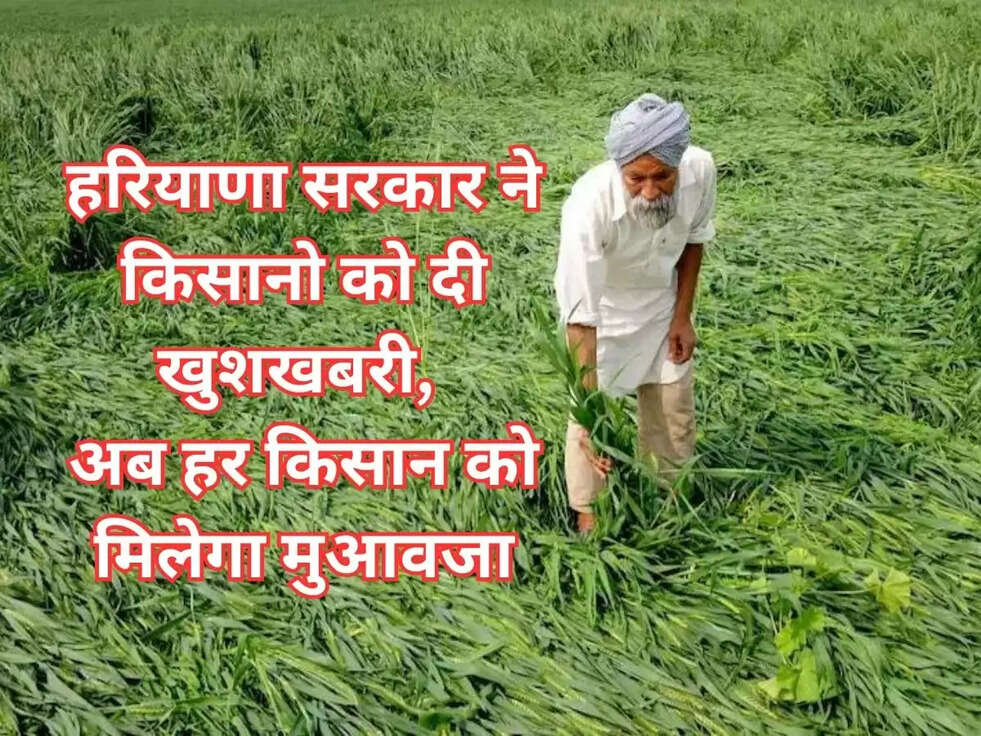 हरियाणा सरकार ने किसानो को दी खुशखबरी, अब हर किसान को मिलेगा मुआवजा, जानिए पूरी अपडेट&nbsp;