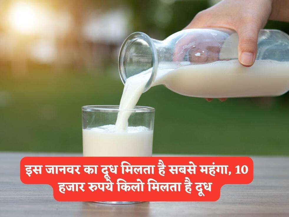 इस जानवर का दूध मिलता है सबसे महंगा, 10 हजार रुपये किलो मिलता है दूध 